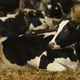 A sassy cow. IMAGE: Getty Images
